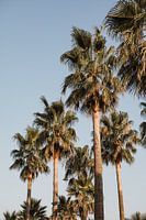 Palm trees southern France