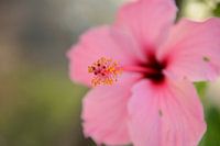 Bloem aan het genieten