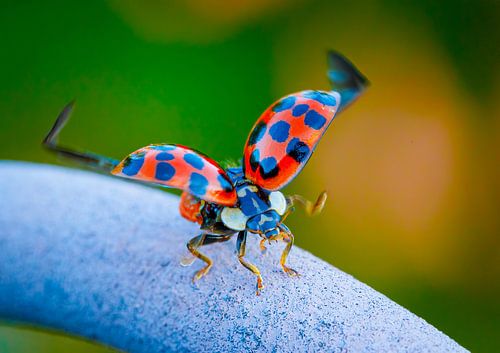 Ladybug's last check before the start