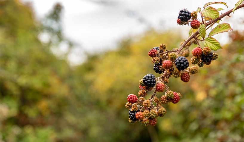 Reifende Brombeeren von Percy's fotografie