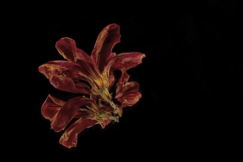 tulipe morte par Petra Vastenburg