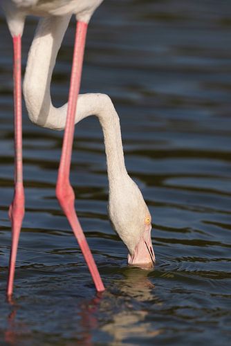 Rosaflamingo (Phoenicopterus roseus)