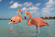 Flamingos on a tropical island by Elles Rijsdijk thumbnail