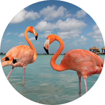 Twee Flamingo's op een tropisch eiland (Flamingo, Aruba) van Elles Rijsdijk