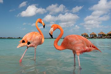 Flamingos on a tropical island by Elles Rijsdijk