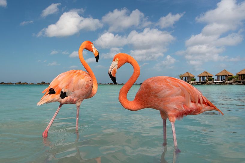 Flamingos on a tropical island by Elles Rijsdijk