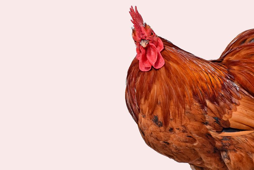 Fierté du coq par Peter Roder