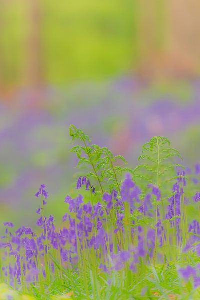 Fleurs de campanule poussant sur le sol de la forêt au printemps par Sjoerd van der Wal Photographie