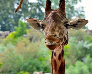 smiling giraffe