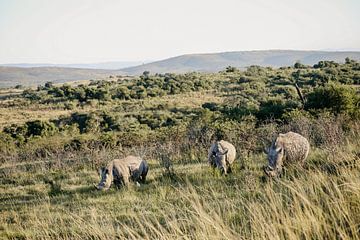 Neushoorns in Zuid-Afrika van Leen Van de Sande