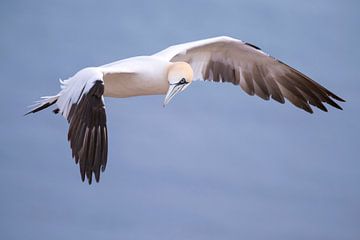 Jan van Gent im Flug. von Francis Dost