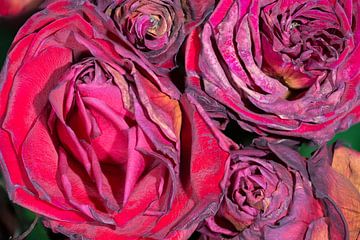 Bouquet von verwelkten Rosen von Peter Apers