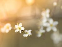 Blüte