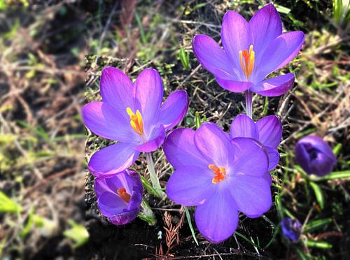 Frühlingsblüte von Marianna Pobedimova