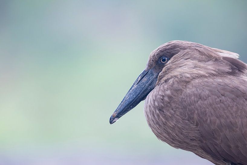 Porträt Hammerhai in Südafrika von Milou Hinssen