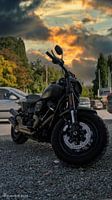 Harley