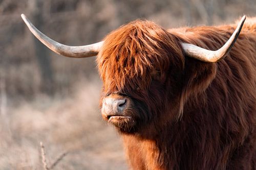 Schottischer Highlander