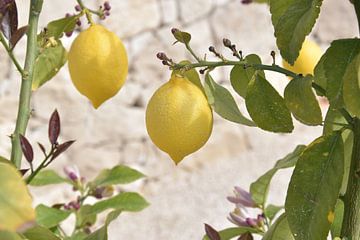 Zitronen am Zweig von Bianca ter Riet