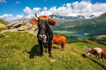 neugierige Kühe vor dem Silsersee in den Schweizer Bergen von Leo Schindzielorz