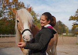 Preparation of a light brown Haflinger with beige mane before training