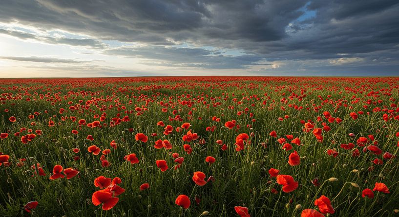Red poppy in the storm light by ButterflyPix