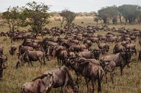 Wildebeest during migrati in the Serengeti