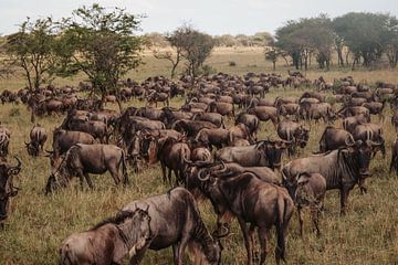 Gnoes tijdens de migrati in de Serengeti van Niels pothof