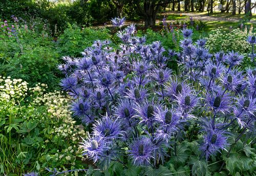 Thistles (Eryngium) in the botanical garden in Akureyri Iceland