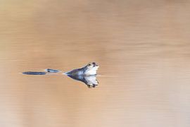 Marsh frog in soft orange tones by Yvon van der Laan