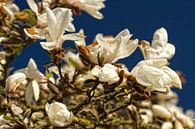 Weiße Magnolie von Holger Felix Miniaturansicht