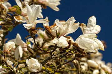Witte magnolia van Holger Felix