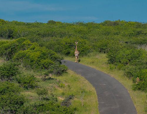 Giraffe in het natuurreservaat in Hluhluwe National Park Zuid-Afrika