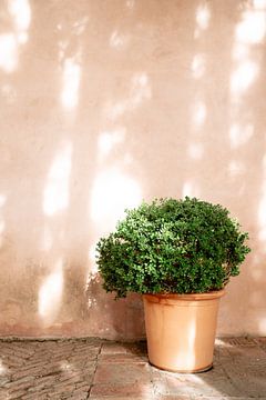 Groene plant voor terracotta muur, Malaga van Meike Molenaar