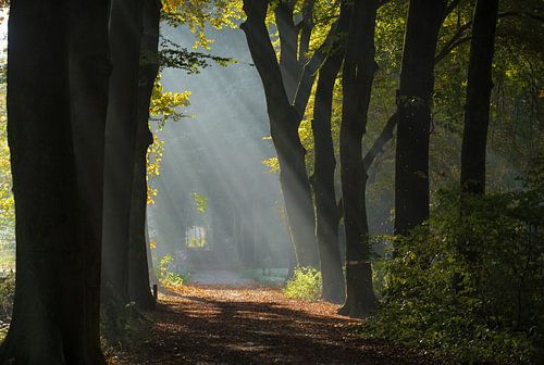 Herfst mist op de Veluwe