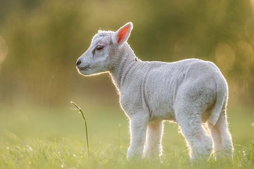 Rural part 21