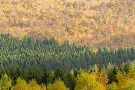 Les couleurs de la forêt sur natascha van der meijden