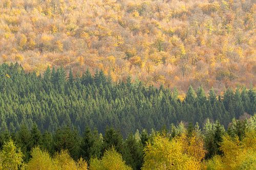 The colours of the forest