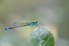 Damselfly on leaf