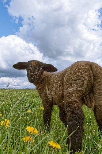 mouton noir