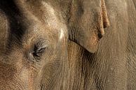 Aziatische olifant by Antwan Janssen thumbnail