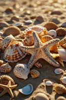 Zeester en schelpen op het strand