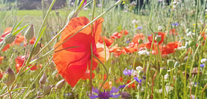 sommerTraum