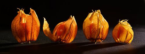 Physalis Panorama
