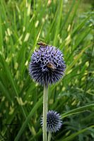 #15 Ball thistle - bees and flowers