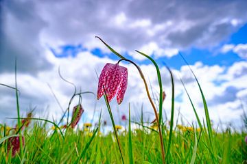 La fritillaire pintade dans une prairie au printemps sur Sjoerd van der Wal Photographie