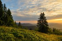Beautiful golden light on top of the Feldberg.