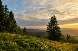 Belle lumière dorée sur le Feldberg. sur Jos Pannekoek