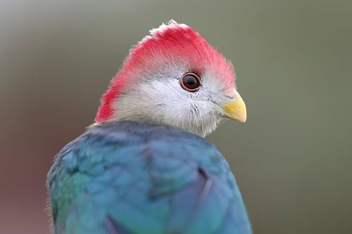 Roodkuiftoerako (Tauraco erythrolophus)