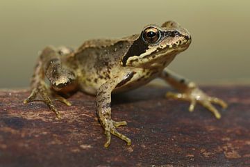 Braunfrosch (Rana temporaria) von Ronald Pol