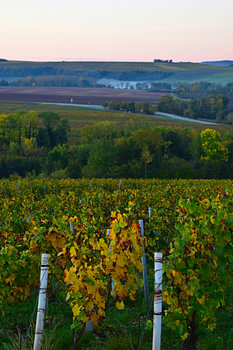 Mist boven de wijngaarden van Chablis in de herfst (goudkleurige bladeren aan de wijnranken)